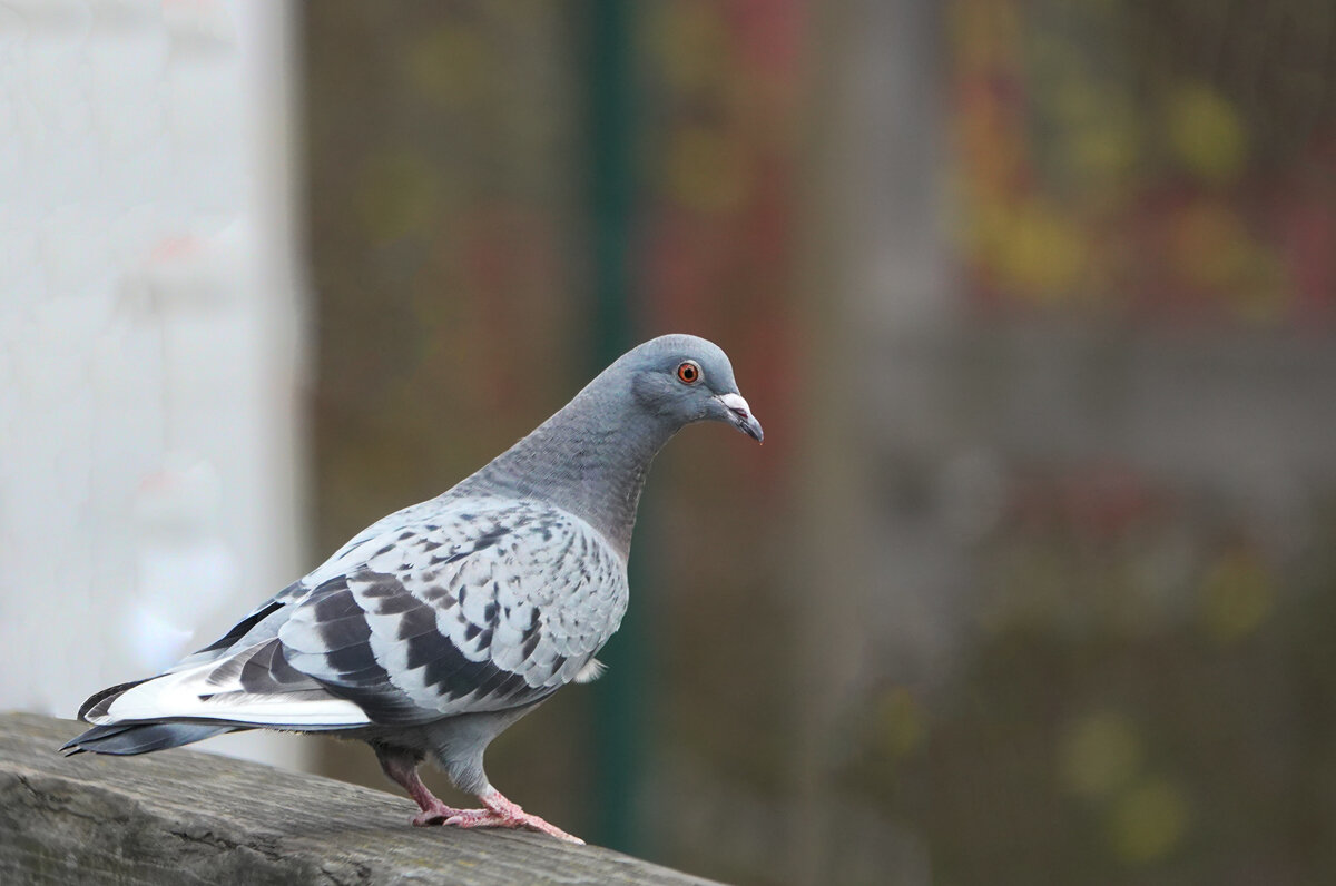 Любопытная - Waldemar F.