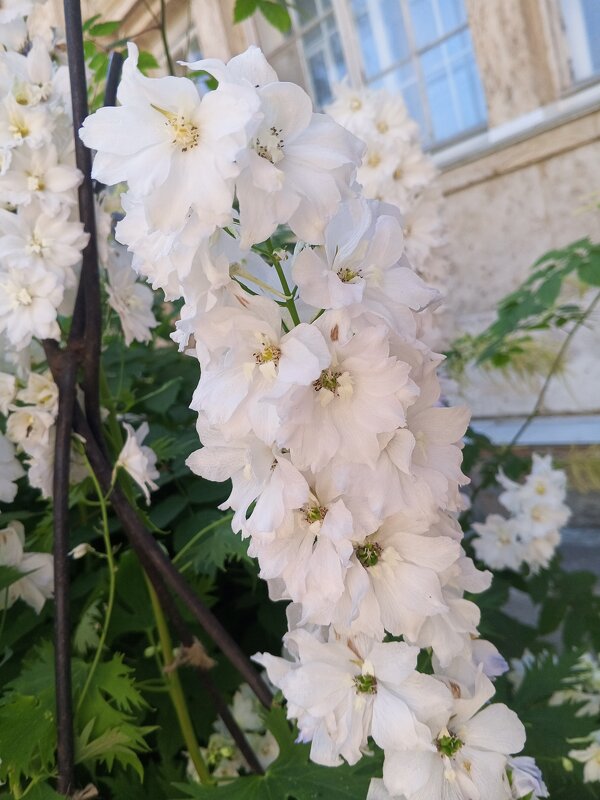 Дельфиниум - Сапсан 