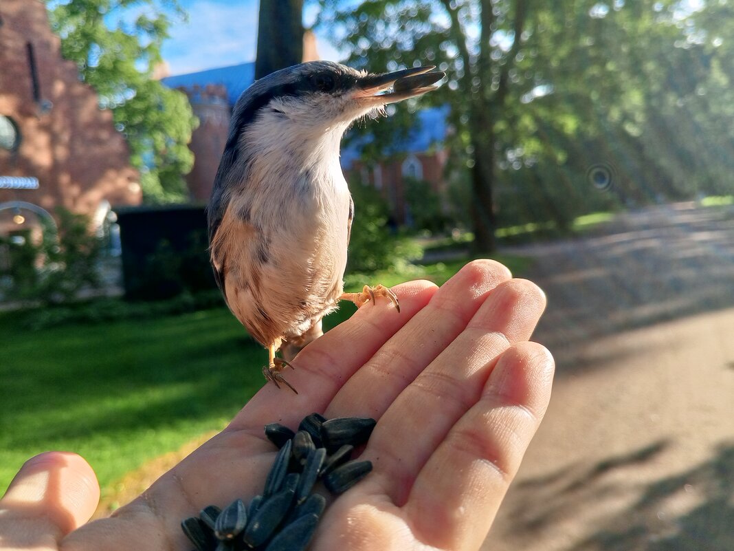 Поползень - Сапсан 