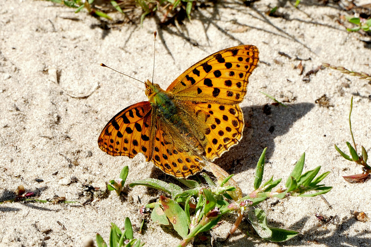 из снятого сегодня 2 - Александр Прокудин