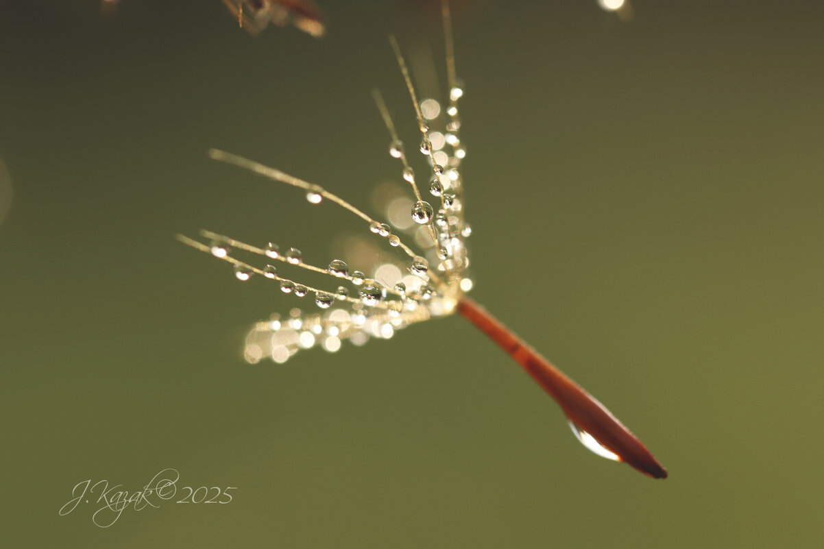 *** - Елена Kазак (selena1965)