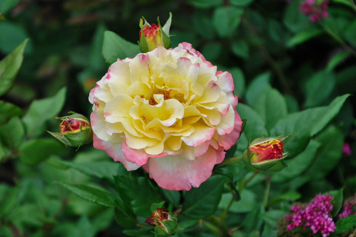 Роза августа - Татьяна Машошина Роза августа - Татьяна Машошина