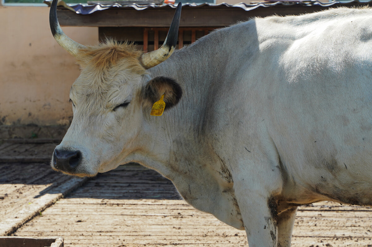 НЕ_ЗАБОДАЕТ - Сергей Янович Микк