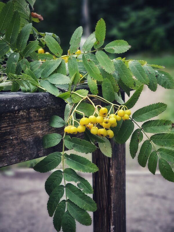 Рябина. - Галина Левина