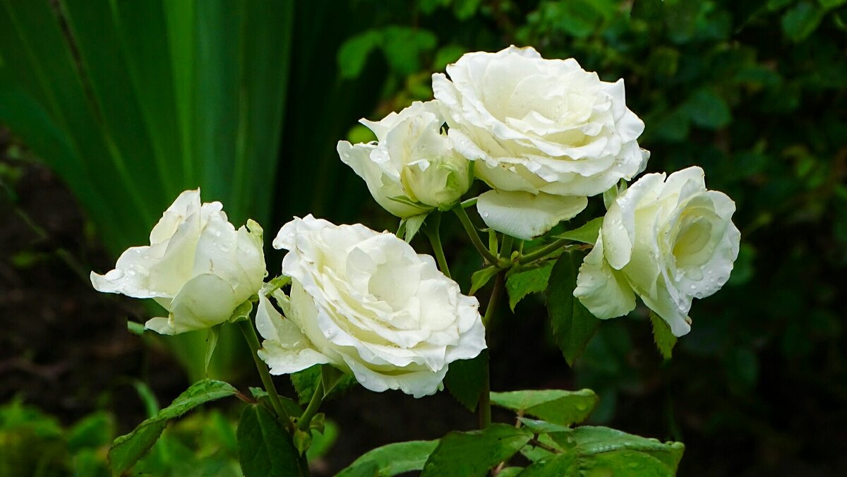 Белые розы - Милешкин Владимир Алексеевич 