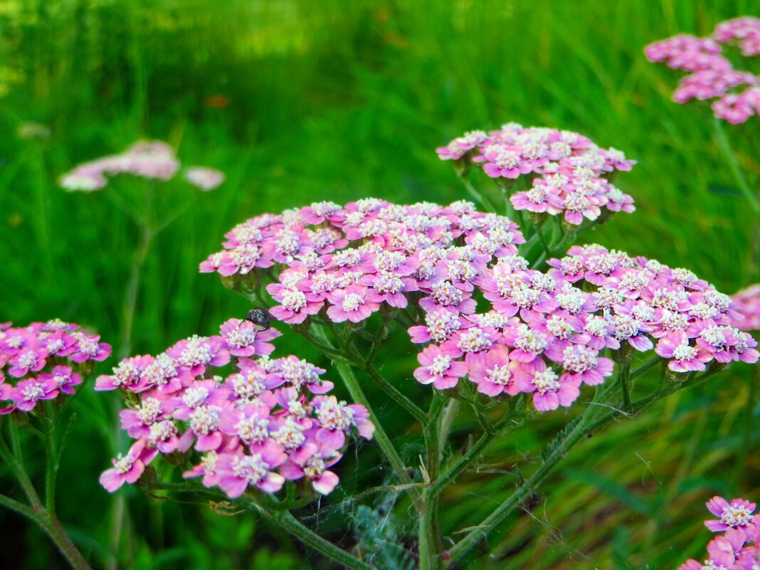 цветы - марта Камушкина цветы - марта Камушкина