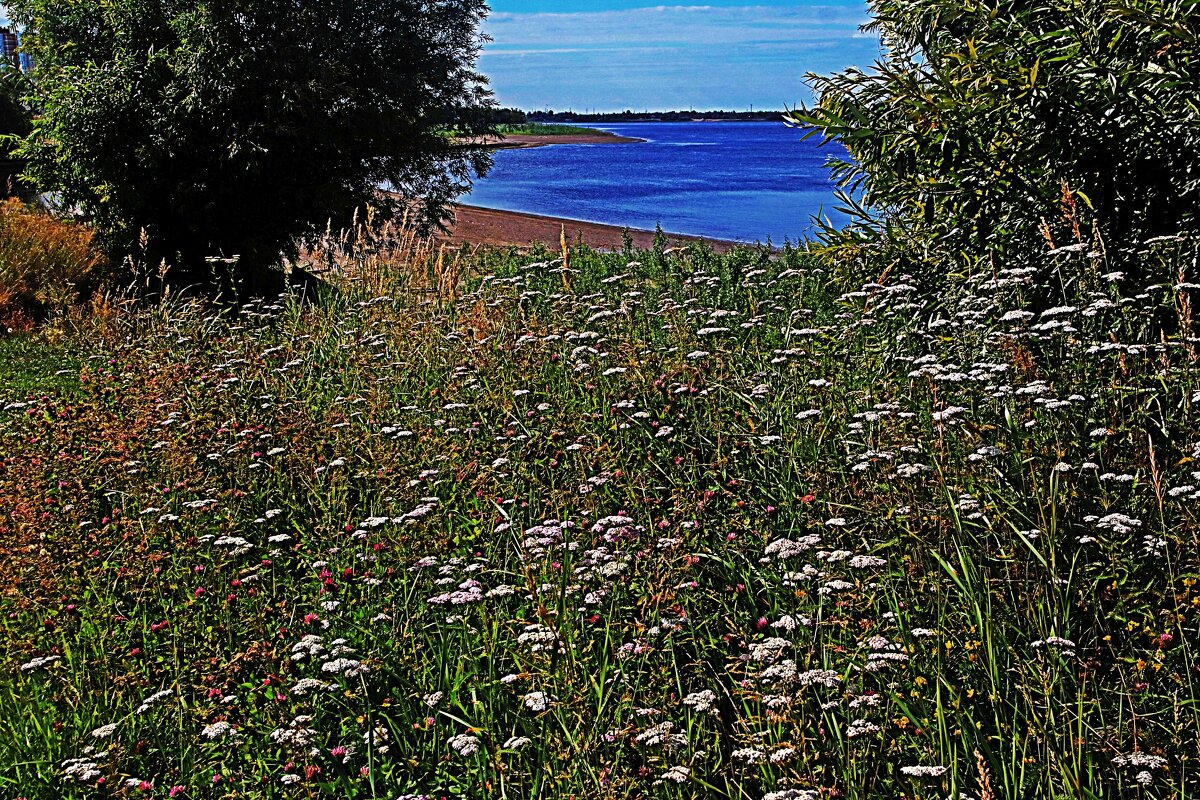 Август...Цветочный берег! - Владимир 