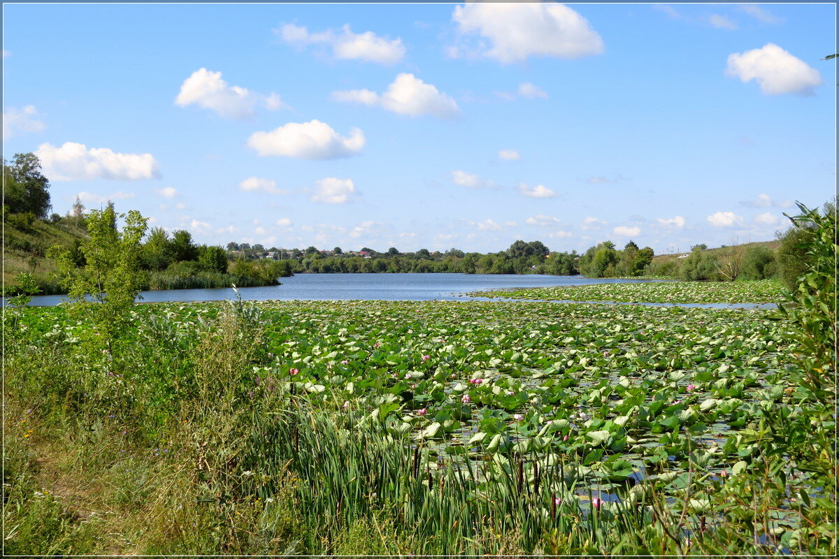 Лотосовая поляна - Сеня Белгородский Лотосовая поляна - Сеня Белгородский