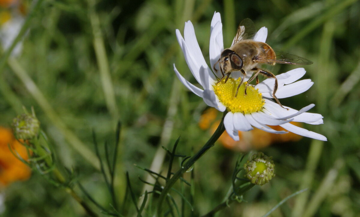На ромашке. - сергей ермошкин На ромашке. - сергей ермошкин
