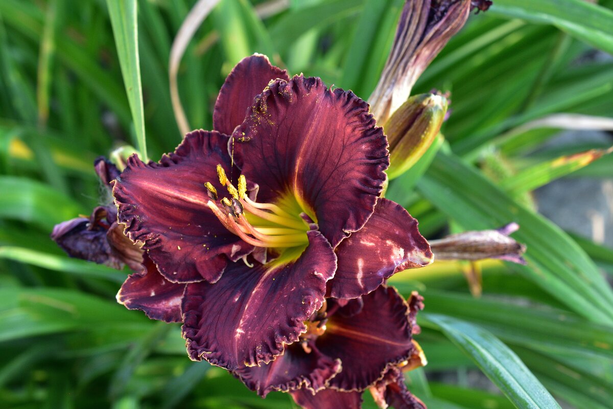 Лилия - Петр 