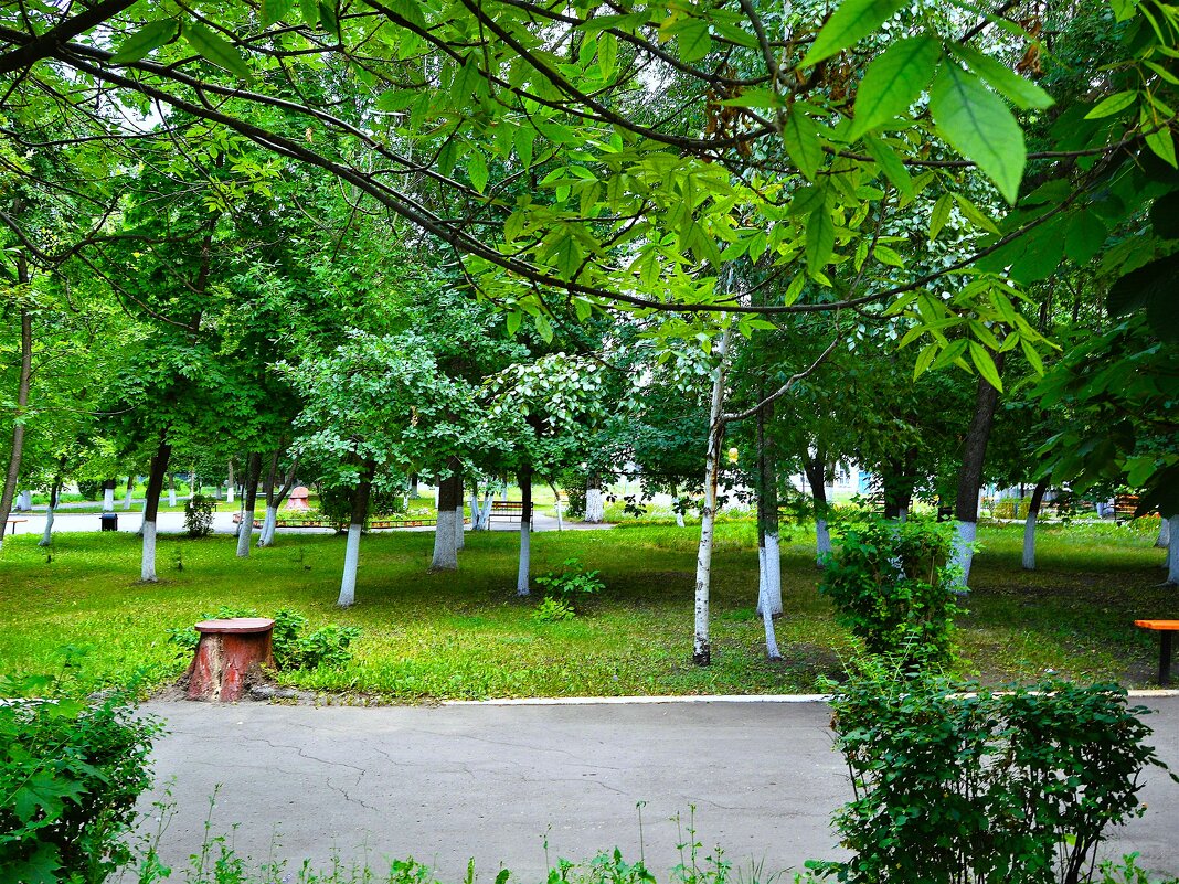 Алатырь. Городской парк летом. - Пётр Чернега