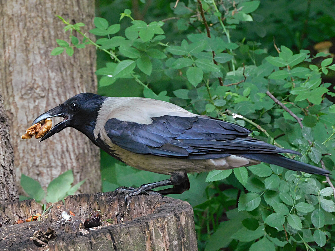 Вороне где-то бог... - Лина Вороне где-то бог... - Лина