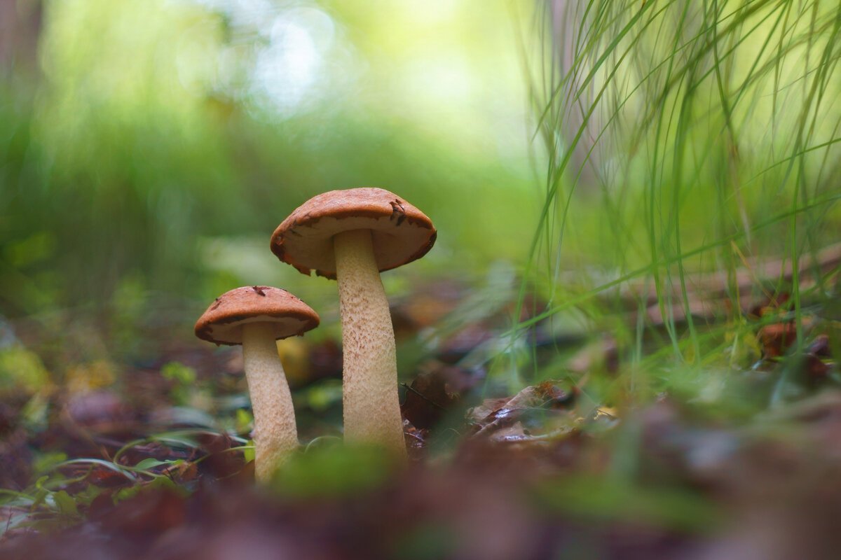 Грибные истории. Подосиновики - Василий Прудников