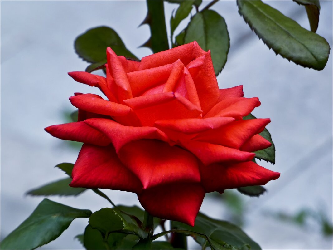 Прелестница - Валентина * Прелестница - Валентина *