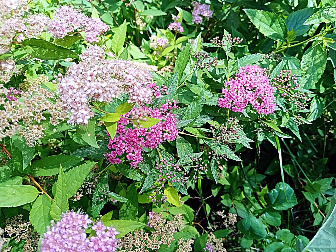 Цветы. - Владимир Драгунский