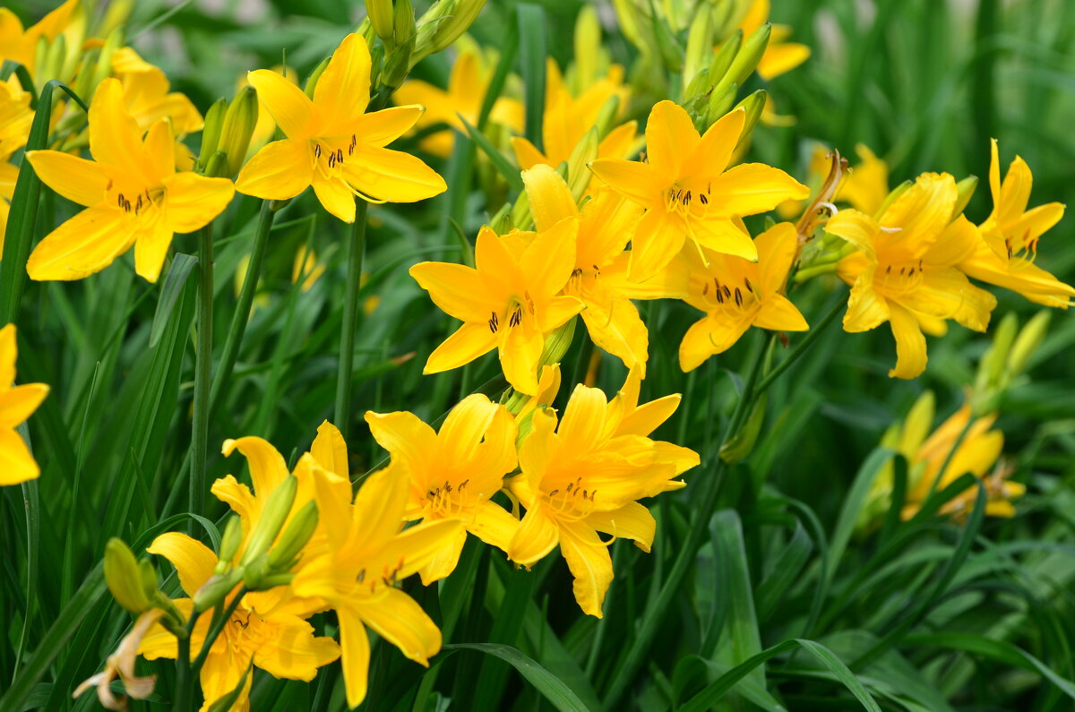 Июнь в Ботаническом... - Наташа ***** Июнь в Ботаническом... - Наташа *****