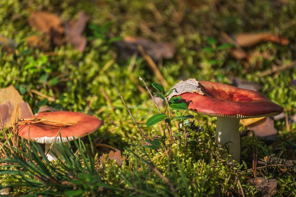 Сыроежки - Игорь Сикорский