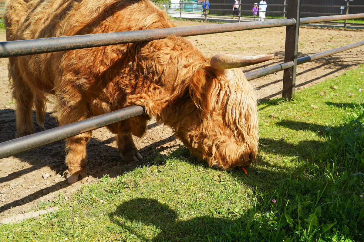 КОРМУШКА_МАЛА - Сергей Янович Микк