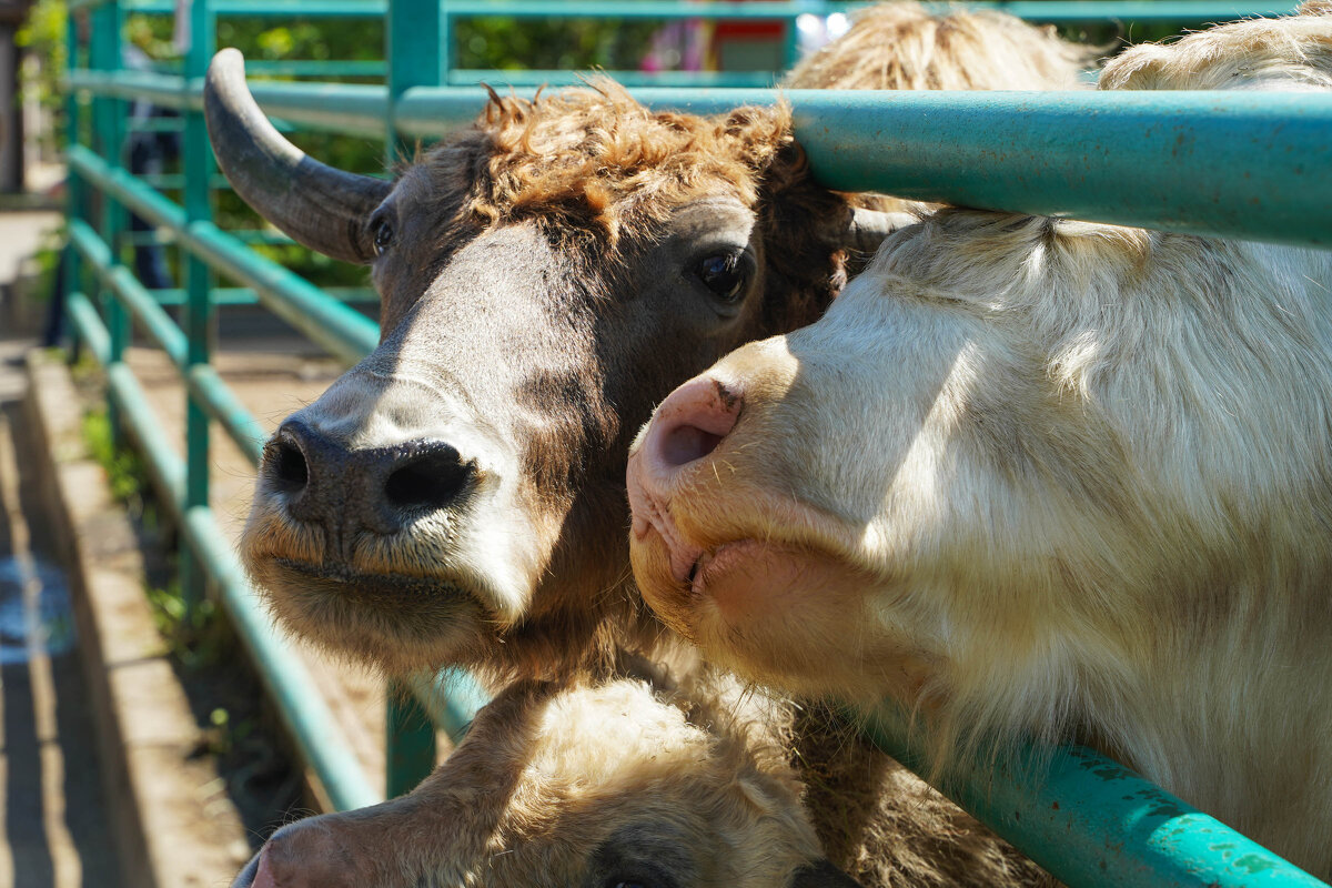 ХОТЯТ_ВСЕ - Сергей Янович Микк