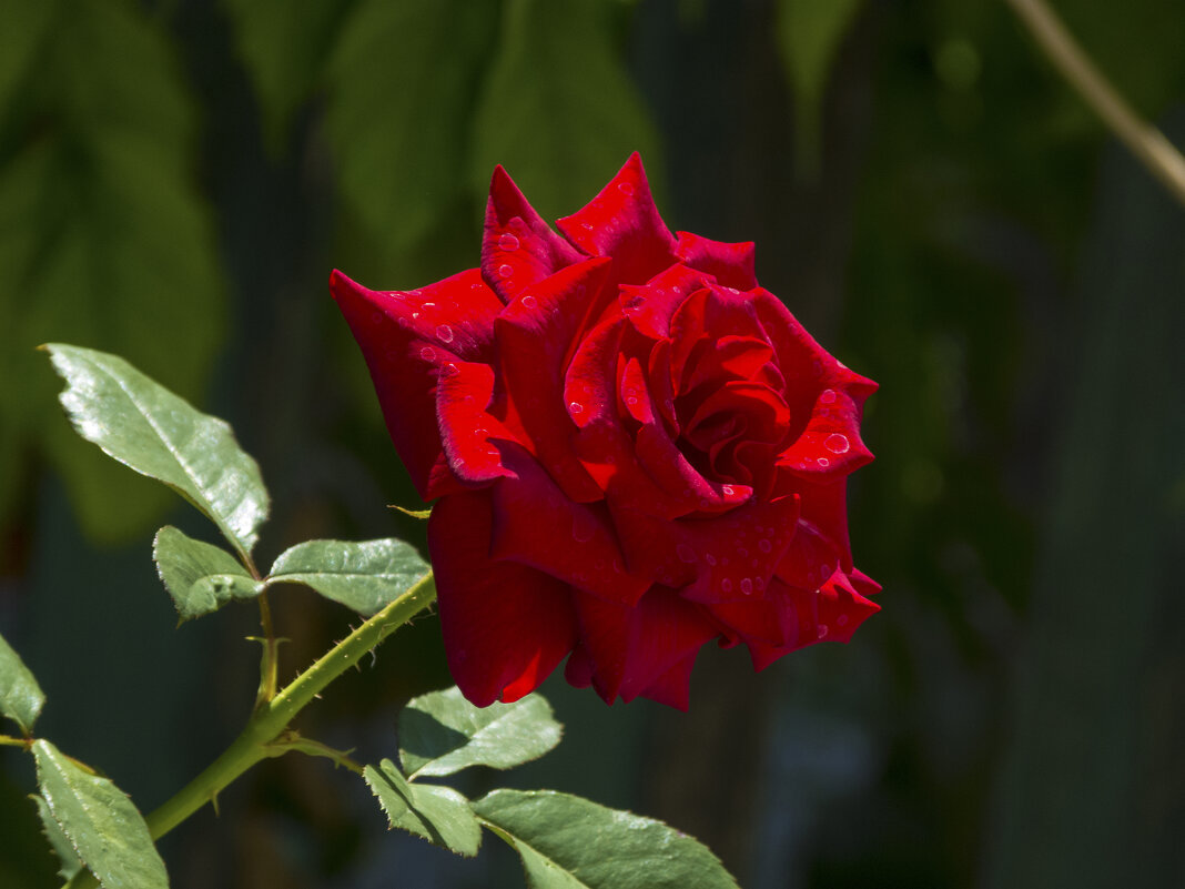 Алая  роза - Валентин Семчишин