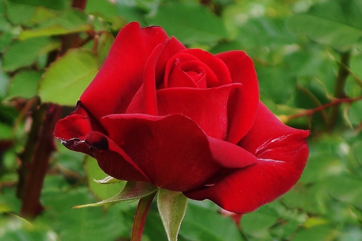 Роза - Рита Симонова