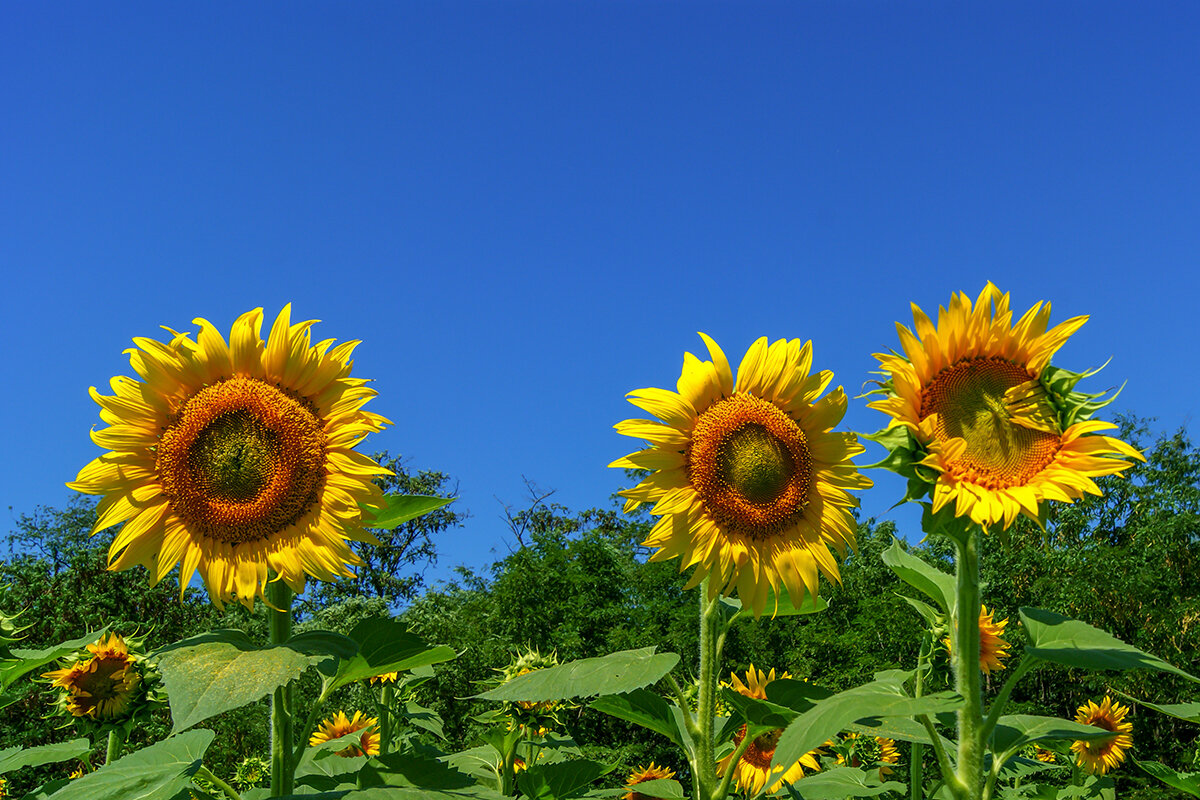 Три богатыря - Андрей Три богатыря - Андрей