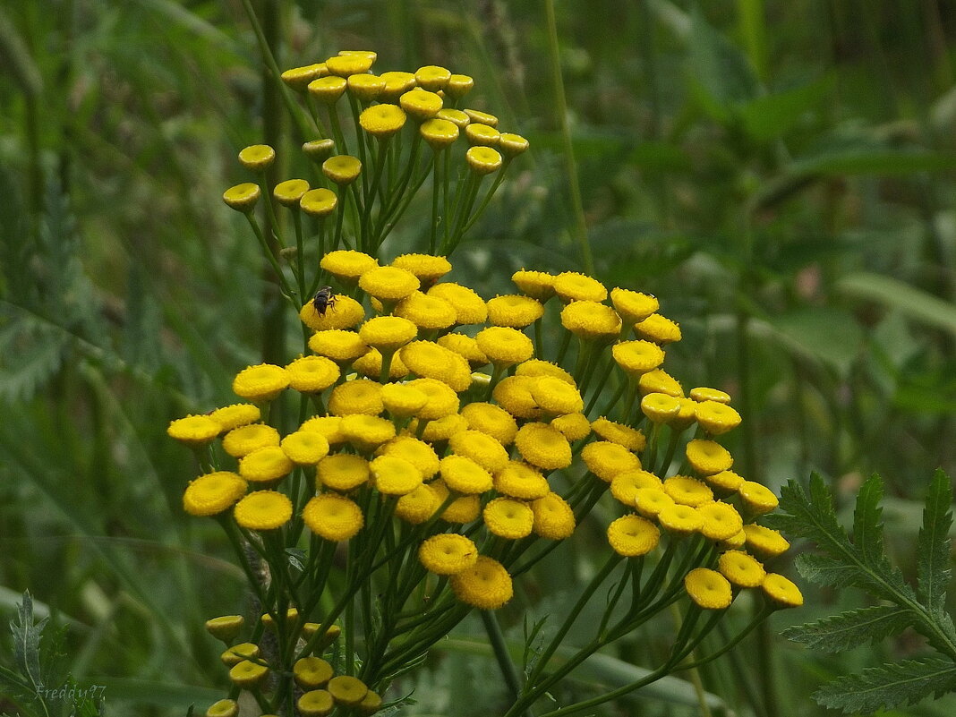 Пижма - Freddy 97