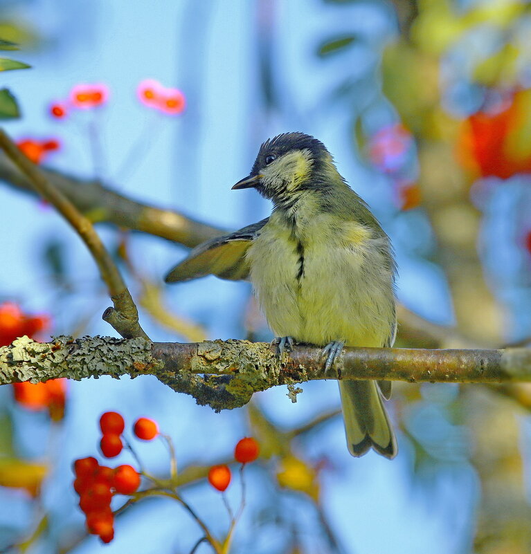 гимнастика - Andrey Bragin гимнастика - Andrey Bragin