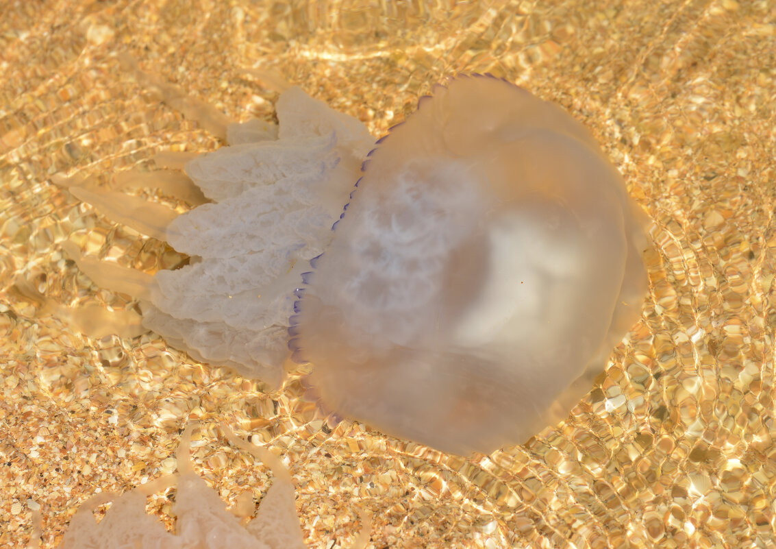 Азовская медуза - Юрий Бичеров