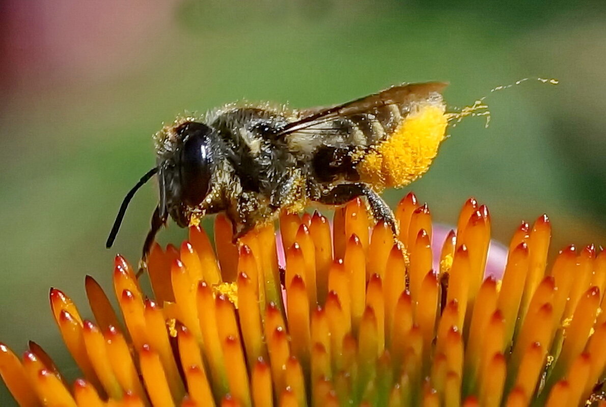 Цветок один а гости разные... - Николай Саржанов