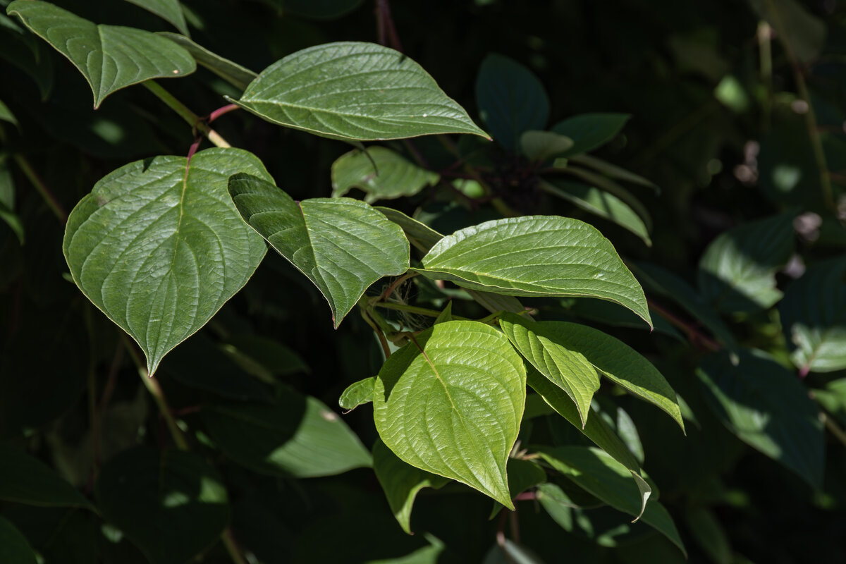 Геометрия природы - Борис Генкин