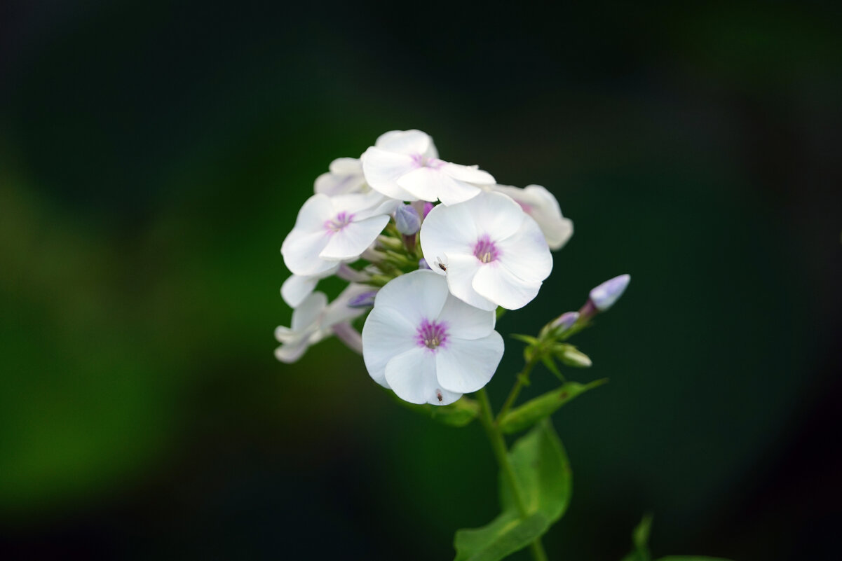 Флокс - Иван Литвинов