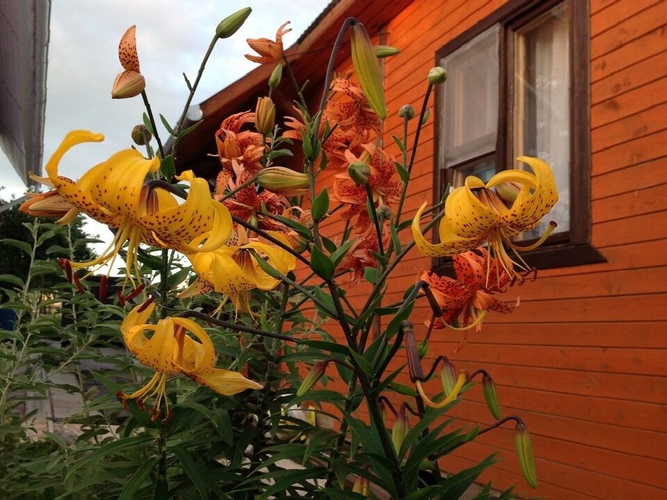 лилия Citronella - Vera_85916050 Lario