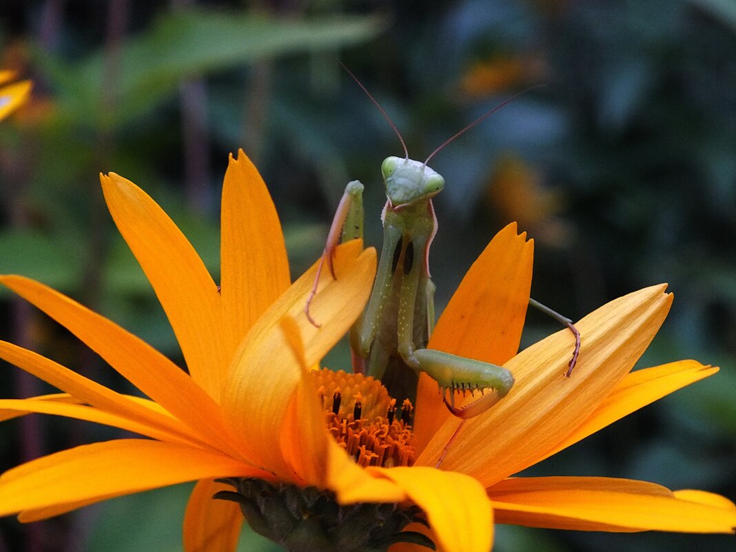 А вот и я - Зоя Мишина А вот и я - Зоя Мишина