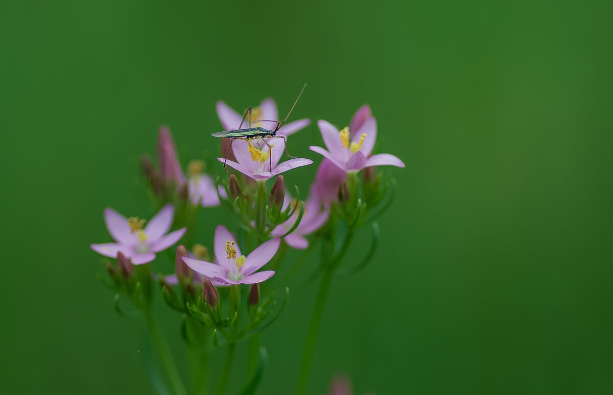 Хлебный клоп. - Sergey (Apg)