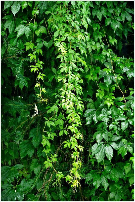 ЭТЮД... - Elvira E. 