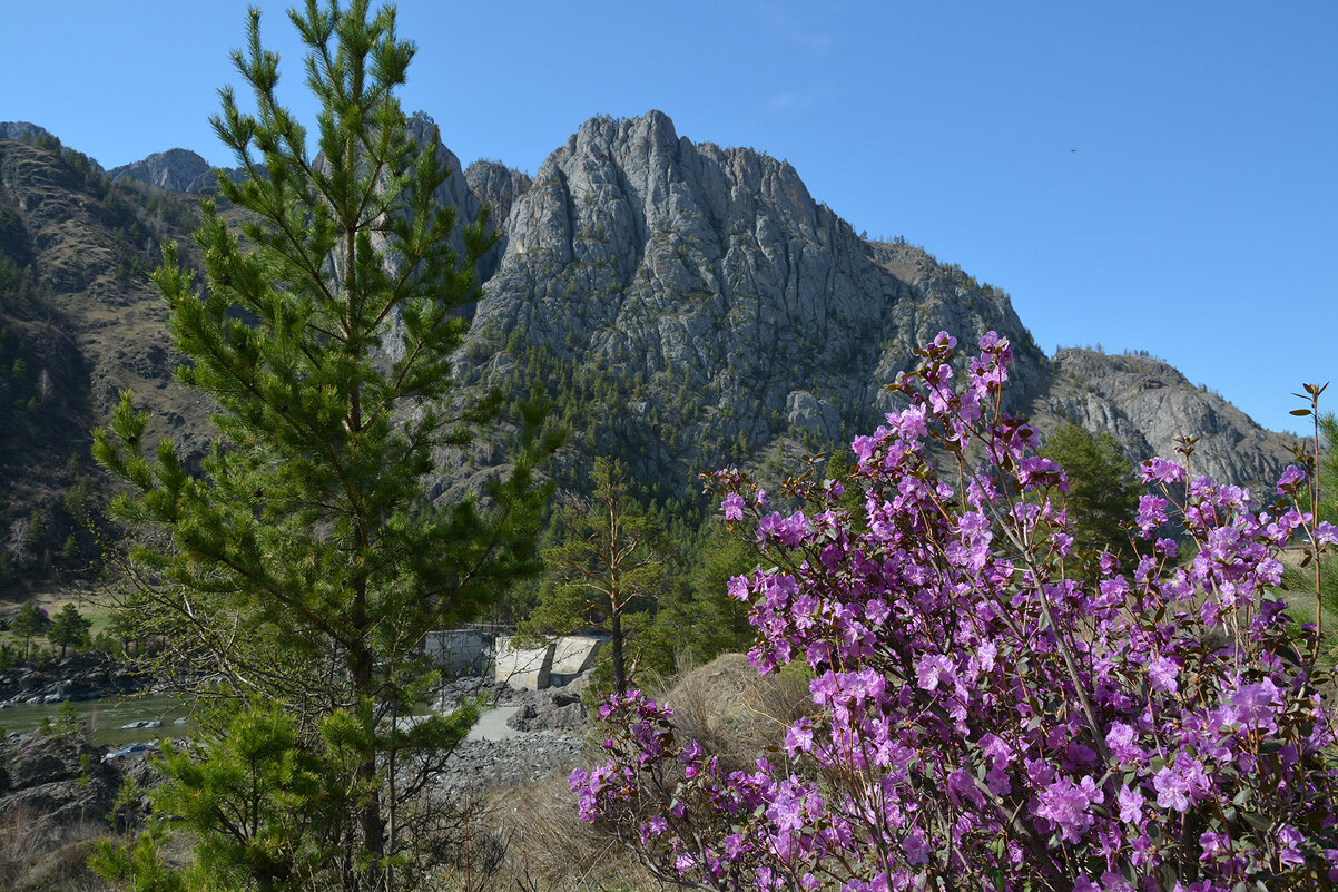 Маральник - Валерий Медведев