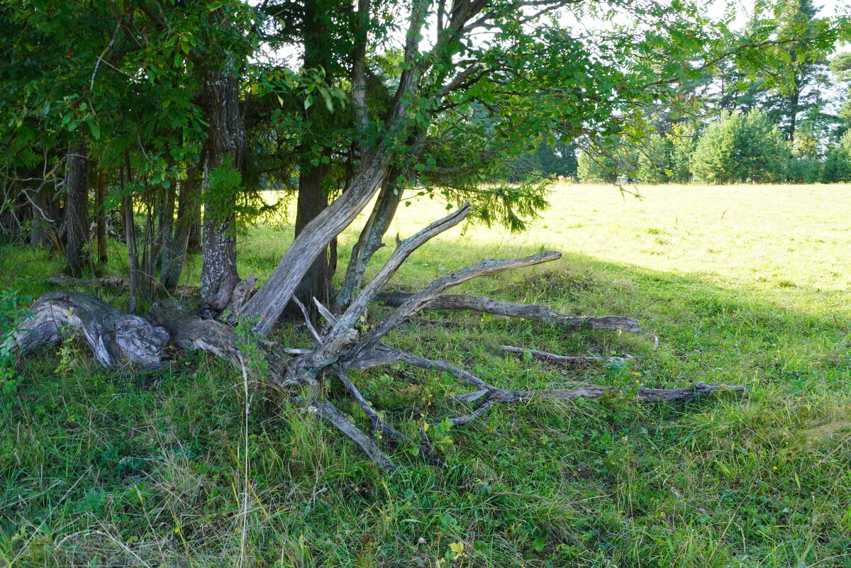 Коряга- спрут. - Сергей Ц