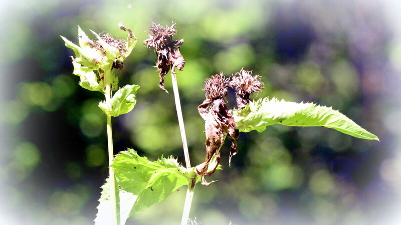 Репейники - 5 - Сергей 