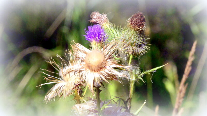 Репейники - 1 - Сергей 