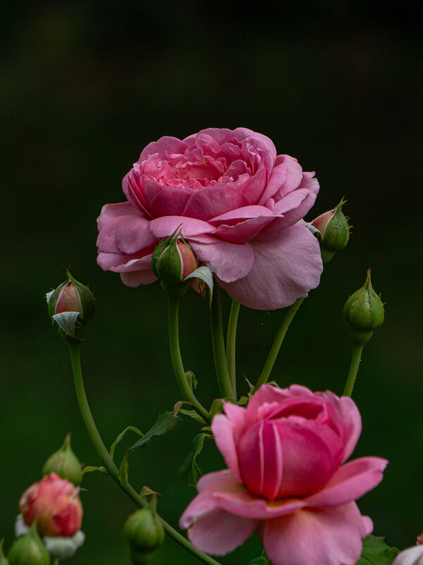 Царица. - Ирина Соловьёва Царица. - Ирина Соловьёва