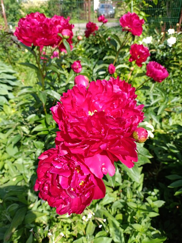 Розы кустовые. - Ирина *** Розы кустовые. - Ирина ***