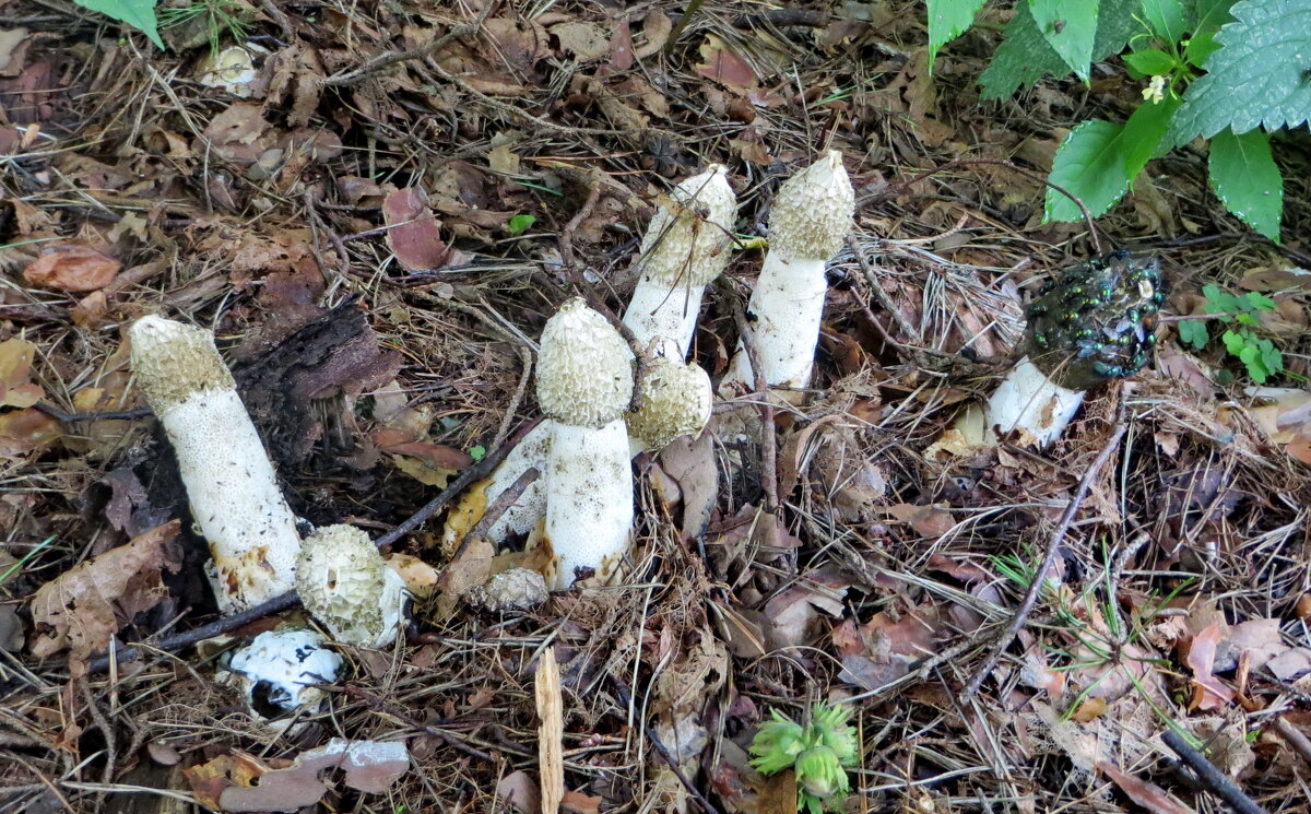 Фаллюс нескромный - Александр Чеботарь