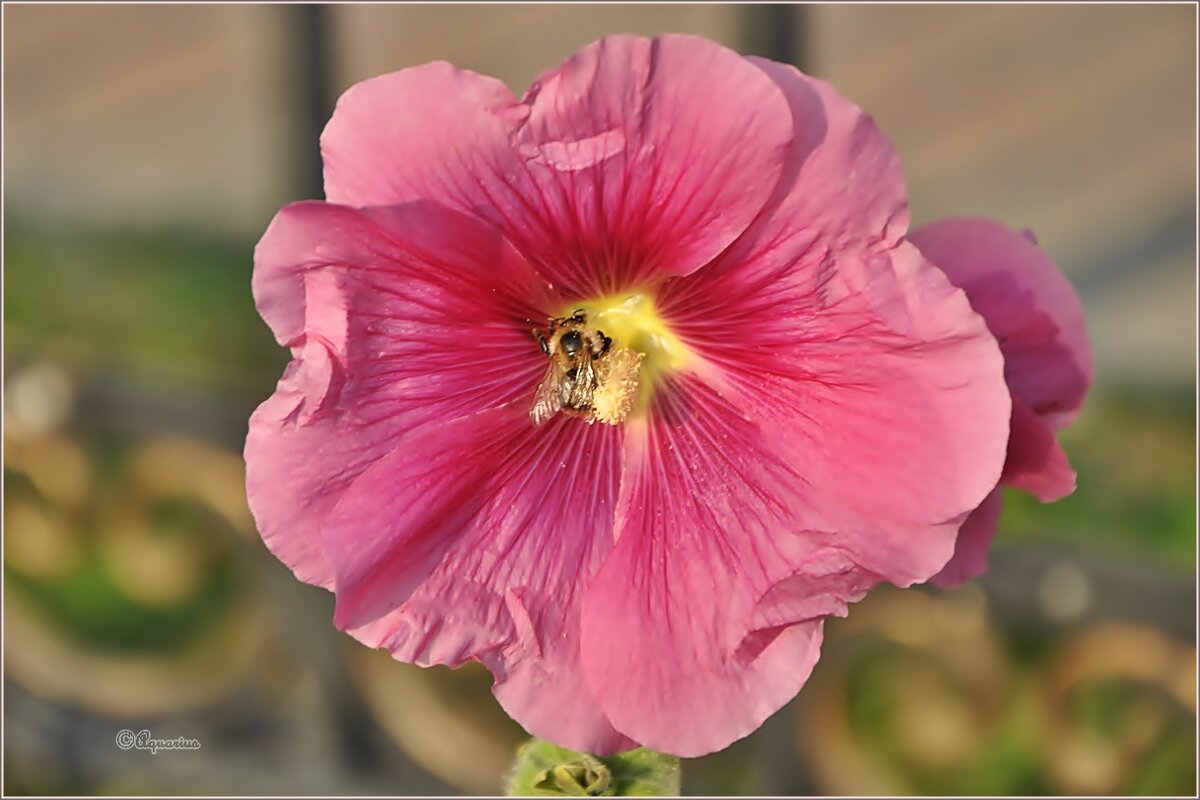 Август... - Aquarius - Сергей