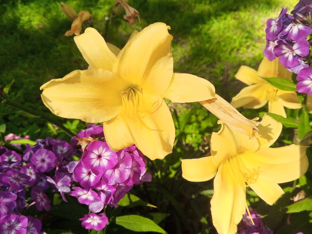 Лилейник и флокс - Сапсан Лилейник и флокс - Сапсан