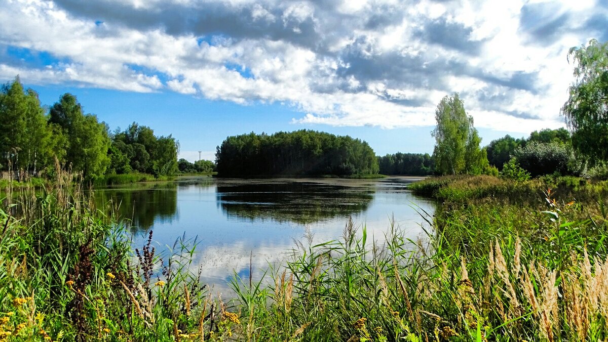 Природа Смоленщины в августе. - Милешкин Владимир Алексеевич 