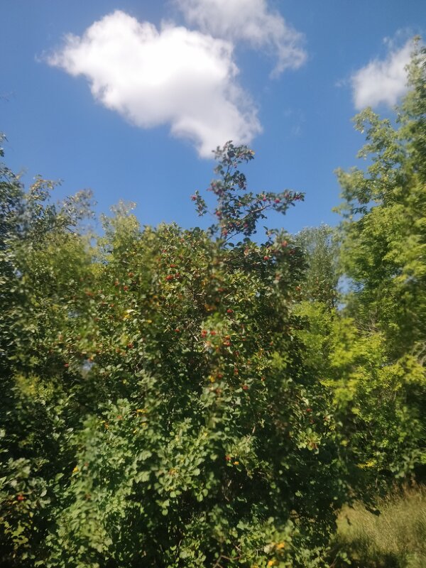 Лето - Андрей Хлопонин