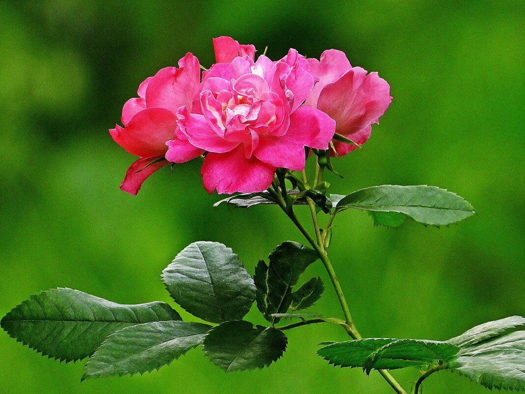 *** - Леонид leo