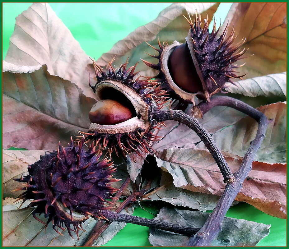 Плоды каштана. - Ольга Довженко