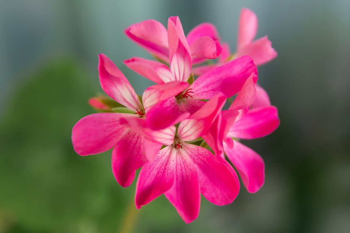 *** - Виктор Иванович Чернюк